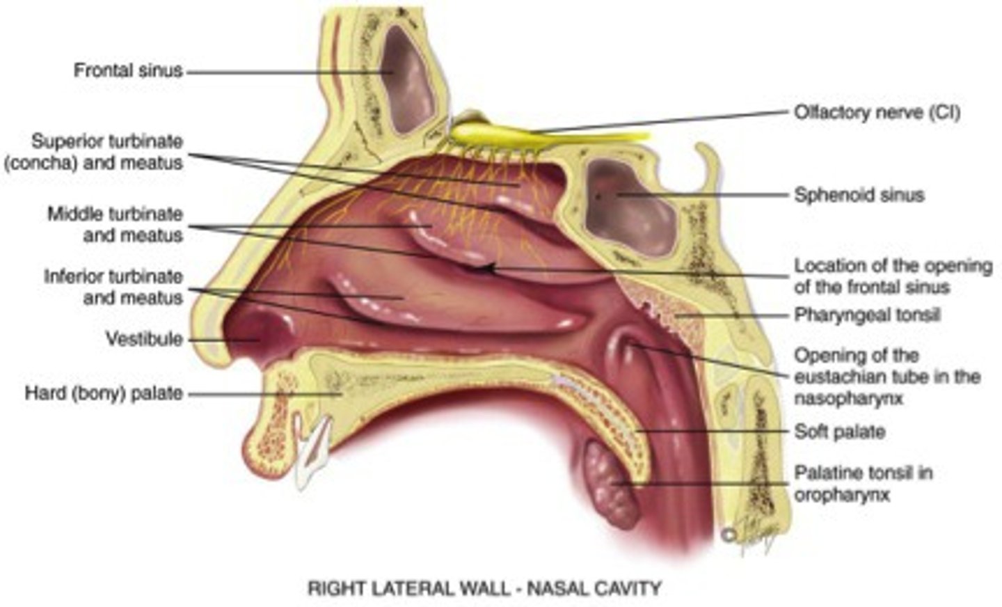 <p>Contain structures known as the nasal conchae.</p><p>These structures create turbulence in the air as it passes through the cavity, allowing for conditioning and catching debris.</p>