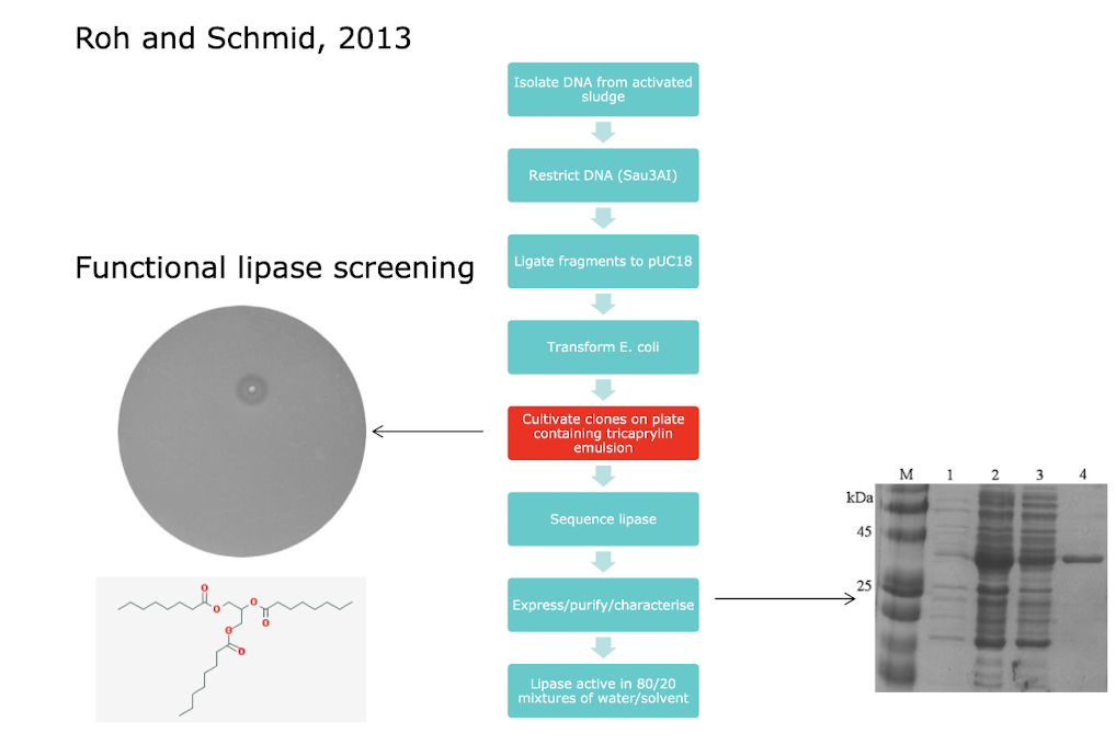 <p><span style="color: green;"><strong> i.e. Lipase - </strong></span>Reversibly hydrolyse lipids to fatty acid and alcohol</p><ul><li><p><strong> Industrially relevant </strong>(fine chemical synthesis; biodiesel)</p></li><li><p><strong>Barrier to wider use is activity in organic solvents</strong></p></li><li><p><strong>Typically, chemical reactions are not conducted in aqueous solution </strong>(unlike enzymes)</p></li><li><p><strong>Extensive screening and enzyme engineering efforts to improve solvent tolerance</strong></p></li></ul><p></p>