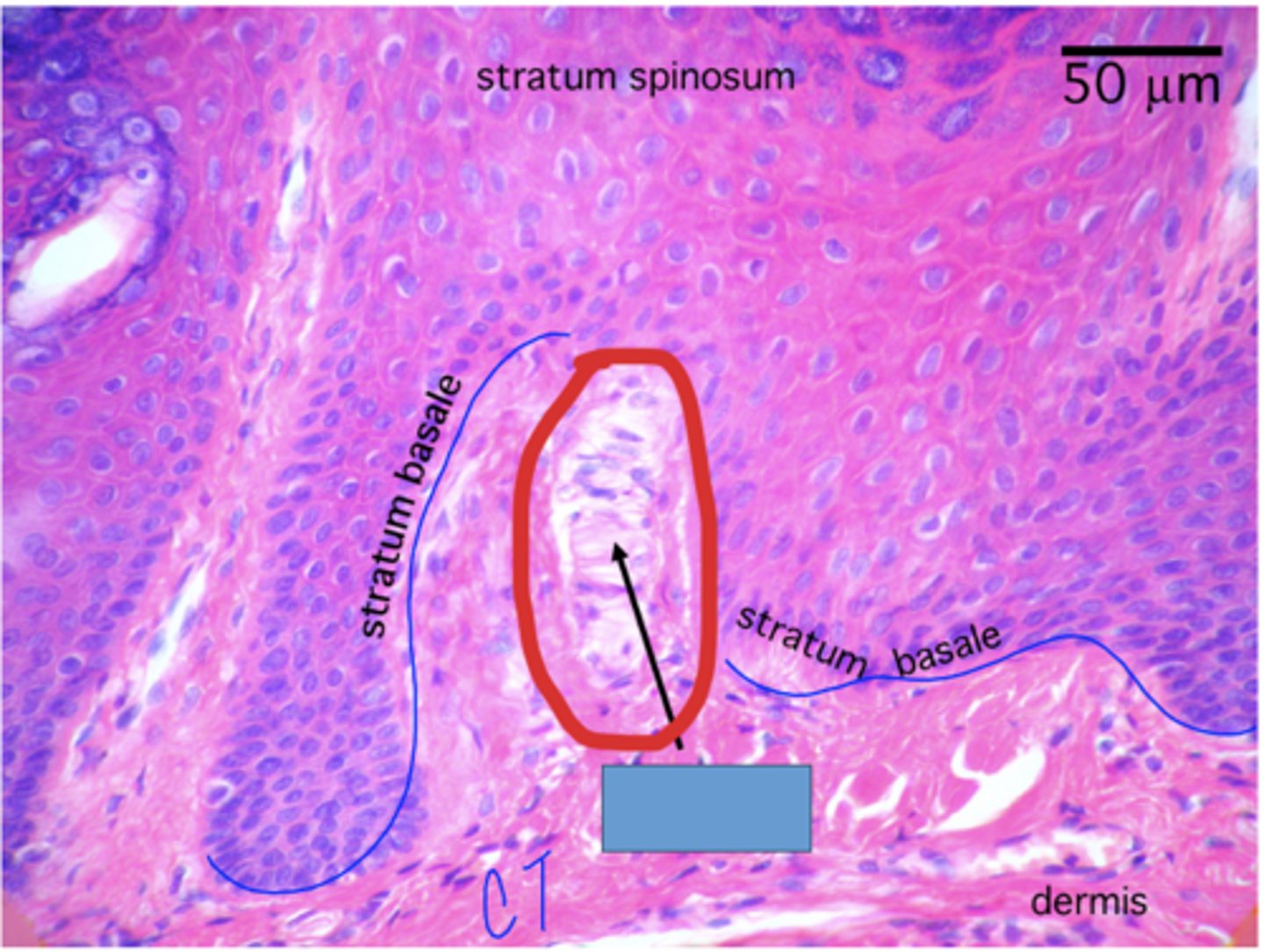 <p>Identify the structure in the PNS</p>