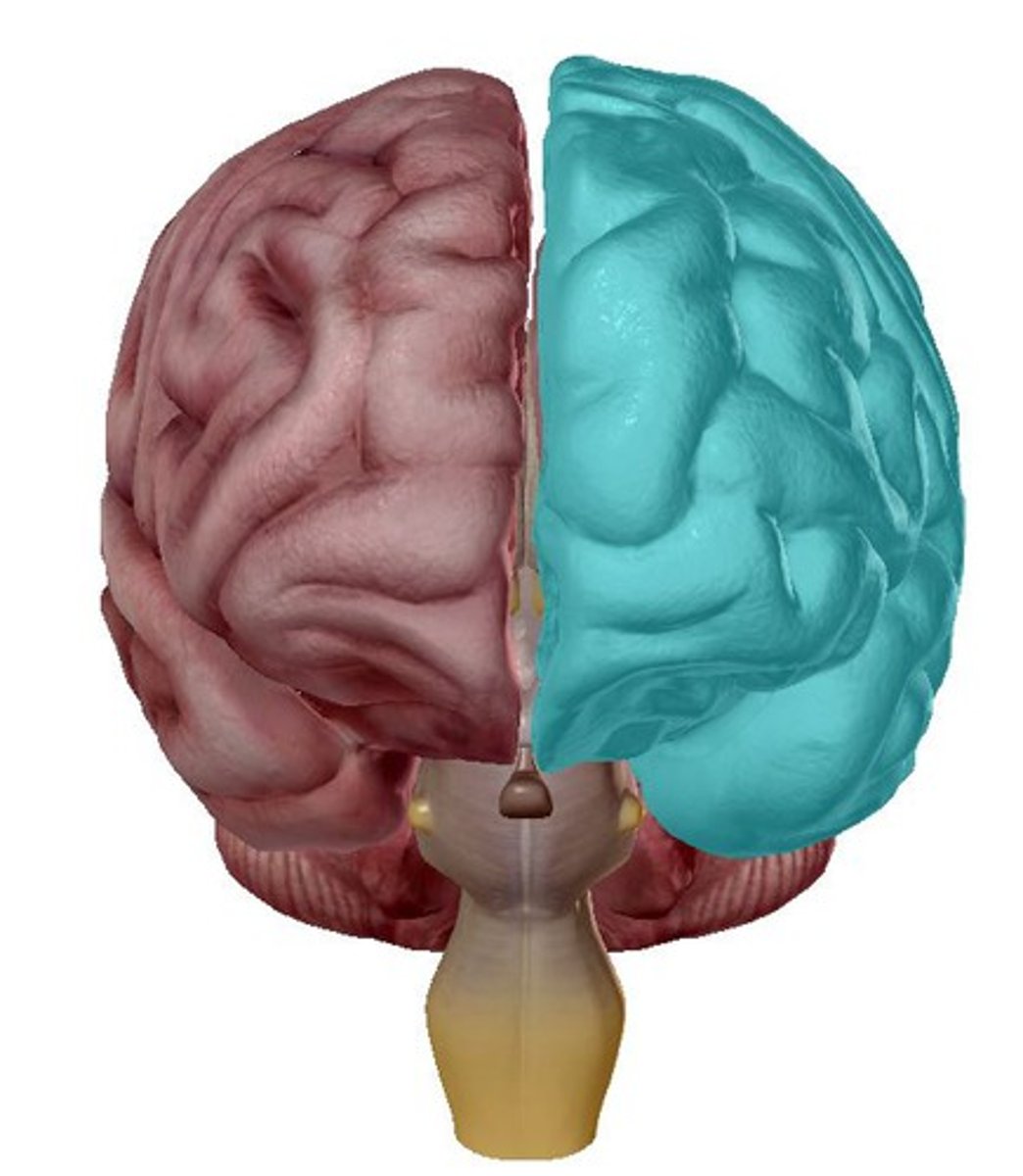 <p>one of two brain areas running from the front to the back of the brain</p>