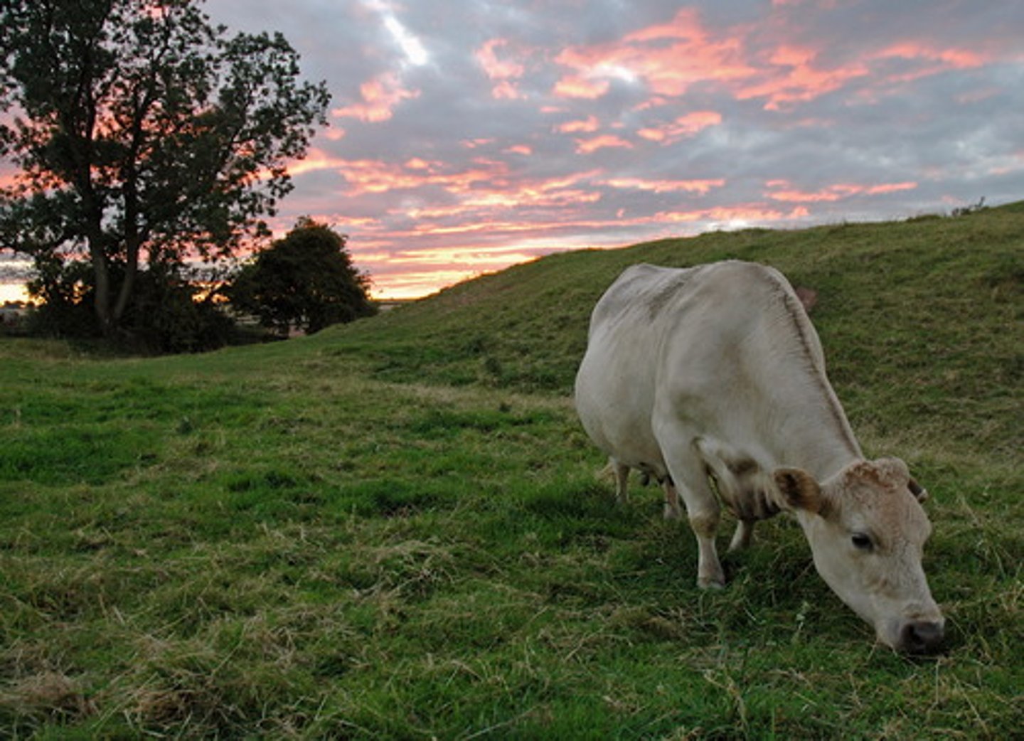 <p>any animal that feeds chiefly on grass and other plants</p>