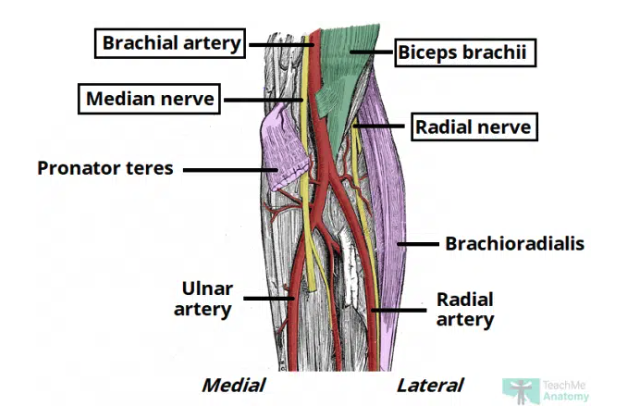<ul><li><p>Radial nerve: travels along lateral border of cubital fossa (motor and sensory of posterior forearm & hand)</p></li><li><p>Biceps tendon</p></li><li><p>Brachial artery: bifurcates into the radial and ulnar arteries at apex</p></li><li><p>Median nerve: passes through fossa passing between two heads of pronator teres (motor and sensory function anterior forearm & hand)</p></li></ul><p></p>