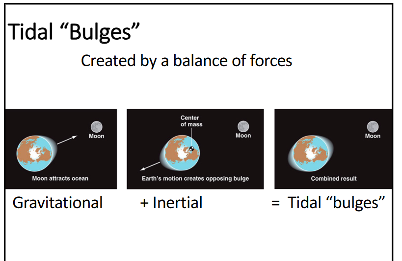 <p>they’re created by a balance of forces (gravitational + inertial = tidal “bulges”)</p>