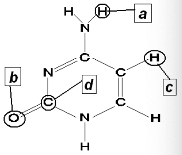Which of the atoms in the structure at the right could be an H-bond donor? A H-bond acceptor?