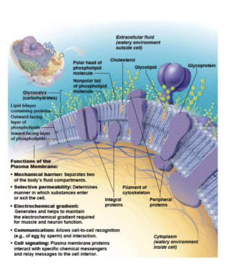 barrier: intracellular v extracellular

lipid bilayer:

* phospholipids, glycoproteins, cholesterol 
* proteins: embedded in the cell membrane 
  * integral: film attachment, transport, enzyme, receptor
  * peripheral: loose attachment, enzyme, shape, change, connections 
* fluid mosaic 

Glycocalyx- CHOs (sugars) attached to proteins or lipids

* specific patter > cell recognition 

  *immune sys*