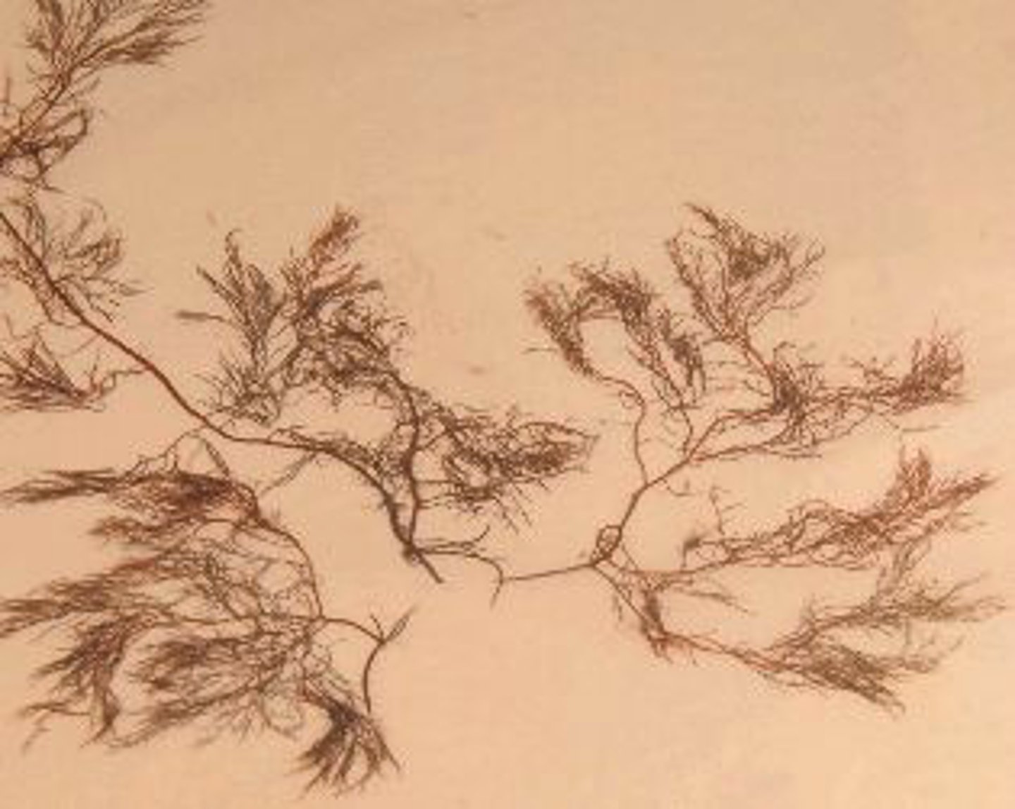 <p>Identify the Atlantic Coast algal species shown</p>
