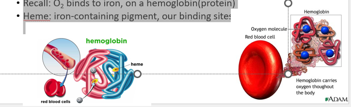 <p>Oxygen in blood 2 forms:</p><p>•Dissolved in _________ and erythrocyte cytosol (recall no organelles there)</p><p>•Combined with _______ molecules in erythrocyte (Majority)</p><p>•Recall: O2 binds to iron, on a hemoglobin(protein)</p><p>•Heme: iron-containing pigment, our binding sites!</p>