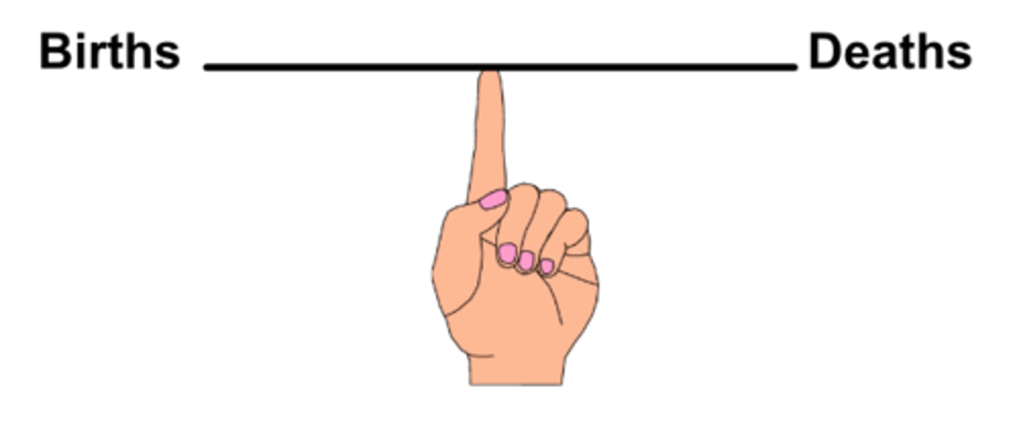 <p>A dynamic balance between births and deaths.</p>