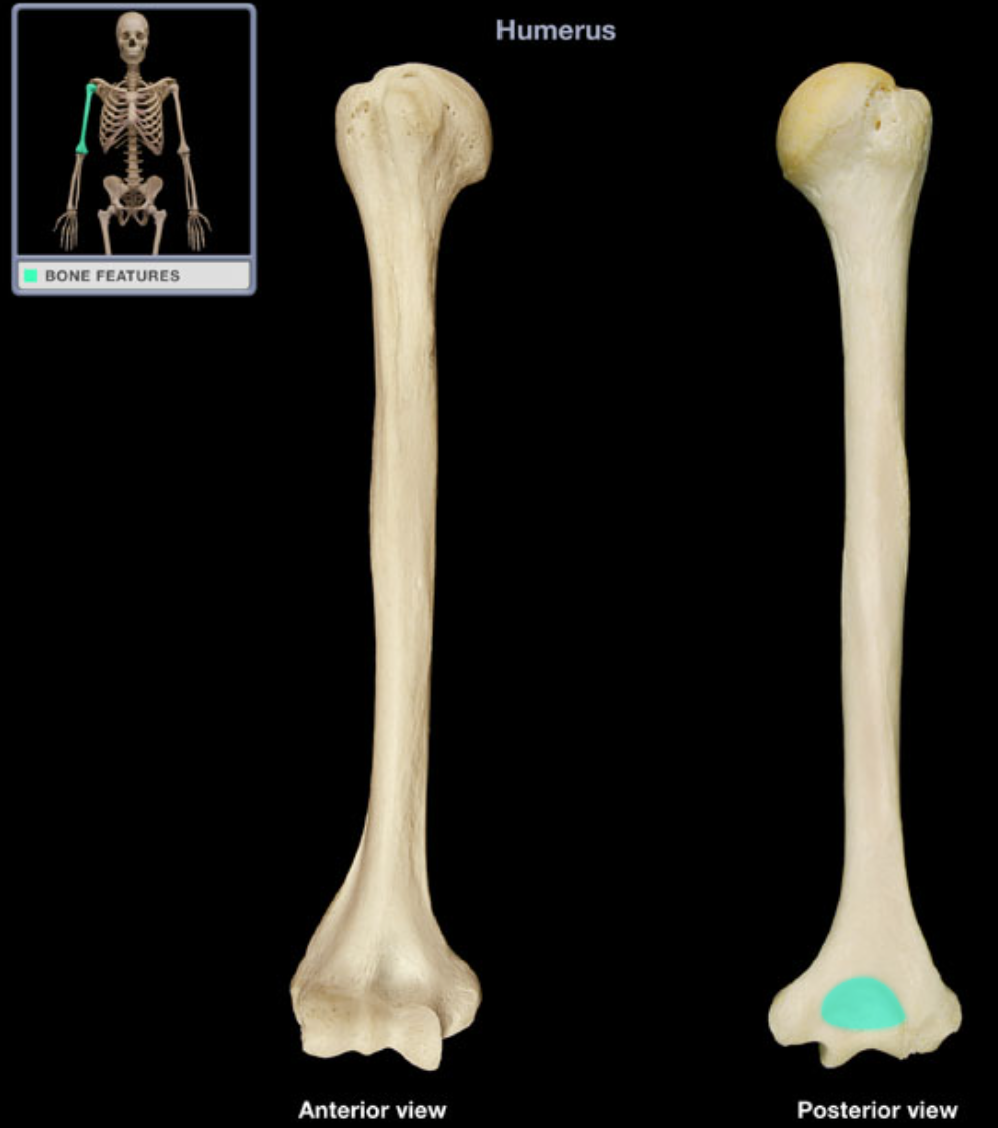 <p>Allows full flexion of the elbow joint</p>