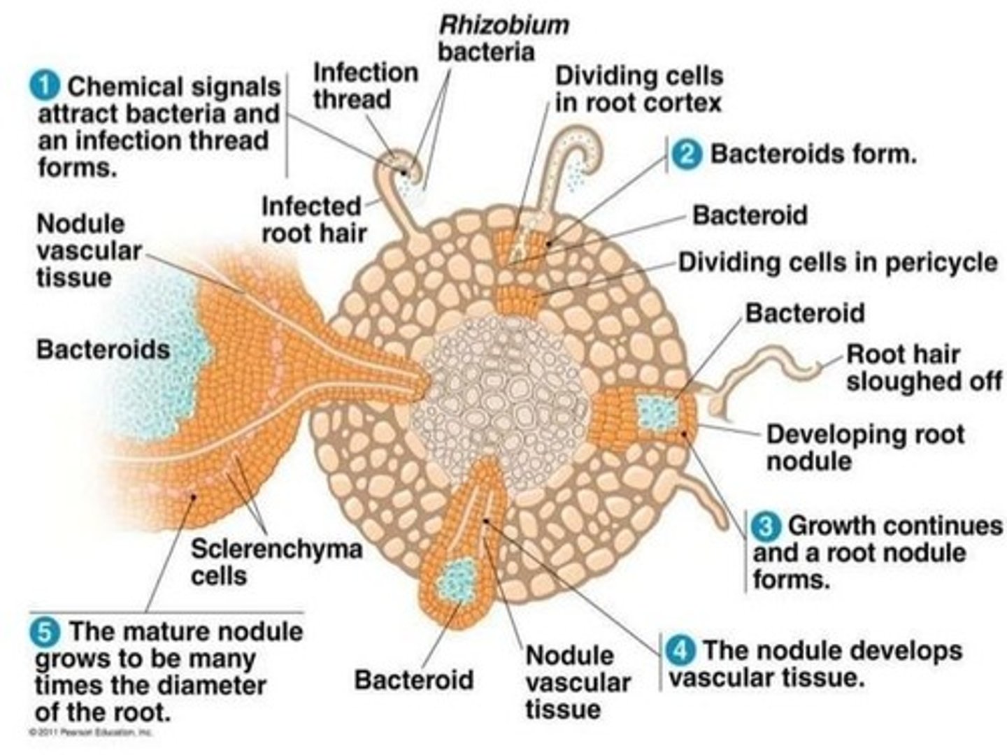 <p>It forms endosymbiotic relationships with legume roots.</p>