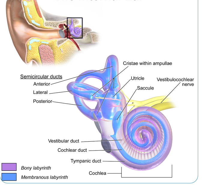 <p>inner ear</p>
