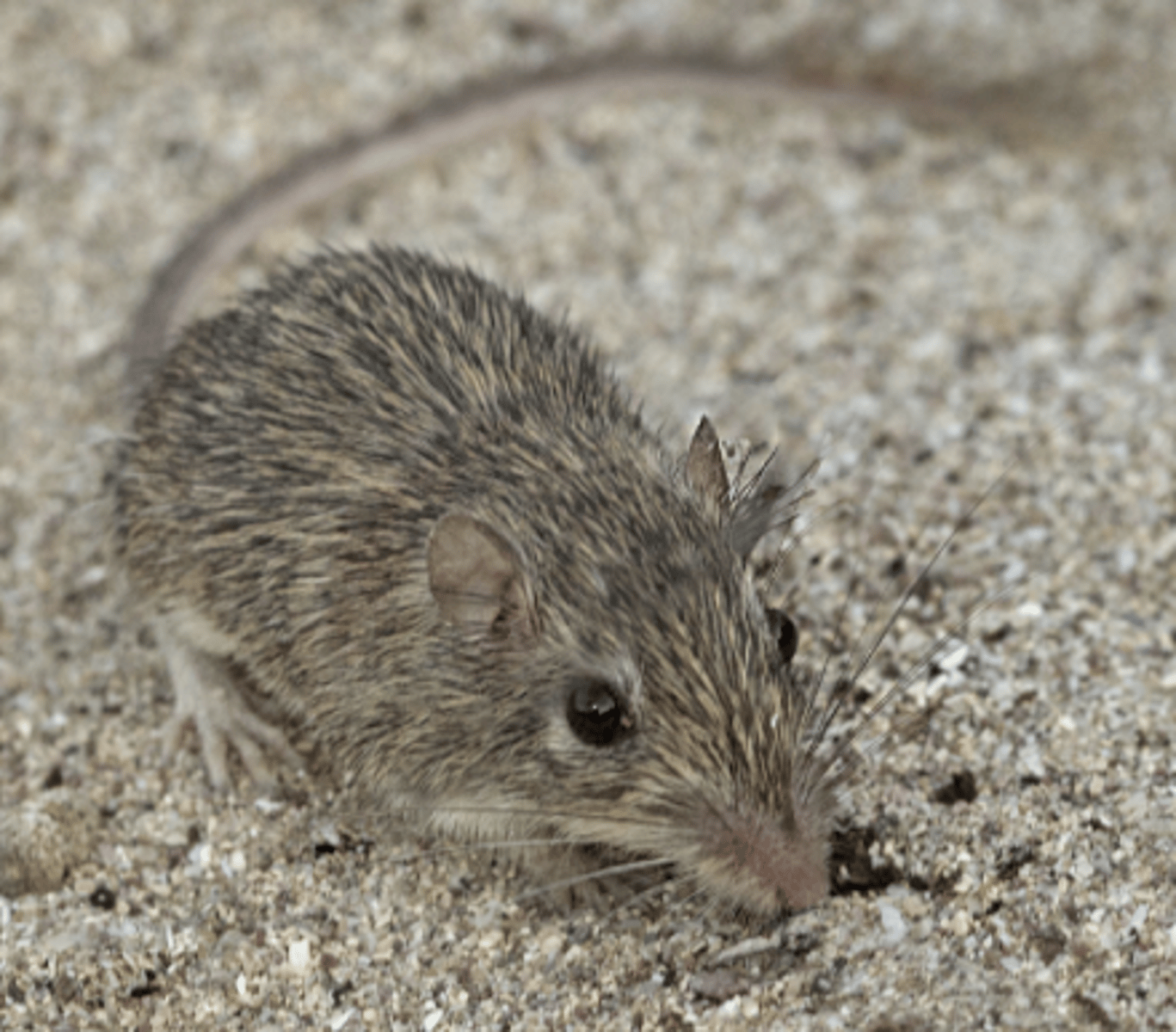 <p>Name, habitat, range</p>