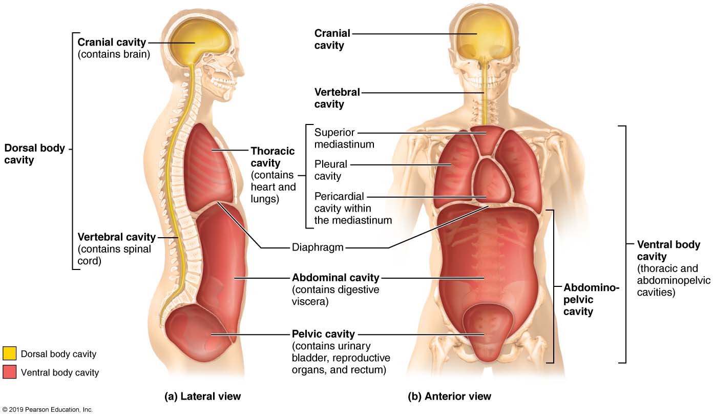 <p>Spinal Cord</p>