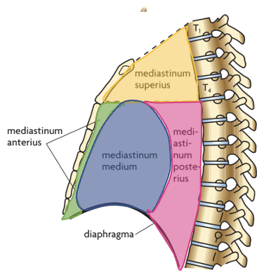 <p><span style="font-family: Calibri">opdeles i 4: mediastinum superius, anterius, medium og posterius.</span></p><img src="https://knowt-user-attachments.s3.amazonaws.com/34168894-ffc8-4cb0-bfca-e9a96c96b48a.png" data-width="100%" data-align="center"><p></p>
