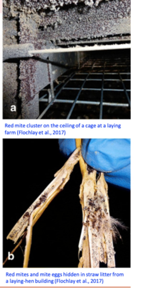 <p>Distribution: worldwide;</p><p>Broad range of hosts: fowl, pigeons, canaries, sparrow,</p><p>dogs, cats, horses, cattle, rodents, humans etc;</p><p>•Affect birds grown in all systems but commonly prevalence is higher in non intensive systems</p><p>• More common in:• Floor systems than in cage systems</p><p>• Laying hen farms than in broilers:</p><p>• The parasites might be introduced into the farms by : birds, equipment</p><p>Bad hygiene, crowding, the presence of the nestlings, high temperatures may stimulate the rapid reproduction and an exponential increase in the mite numbers;</p><p>Adult mites can survive up to 9 months without feeding;</p>