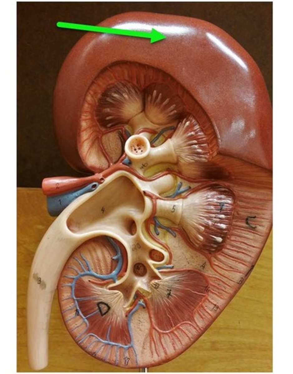 <p>wrapping/layer outside the kidney</p>