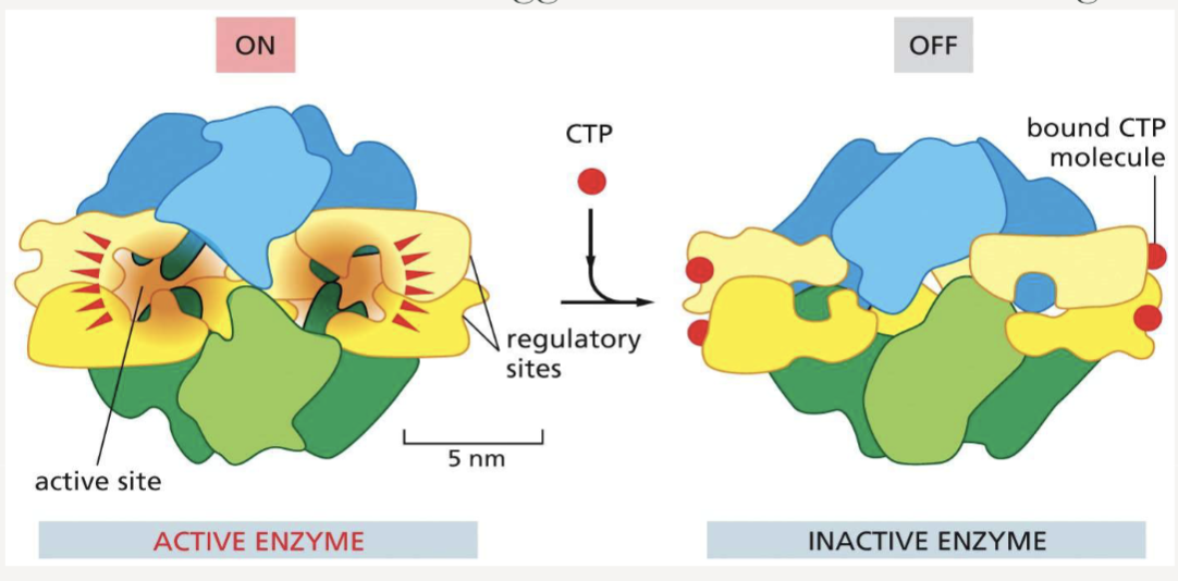 <p>by binding to a site other than the active site, inducing a conformational change that turns the protein “on” or “off”</p>