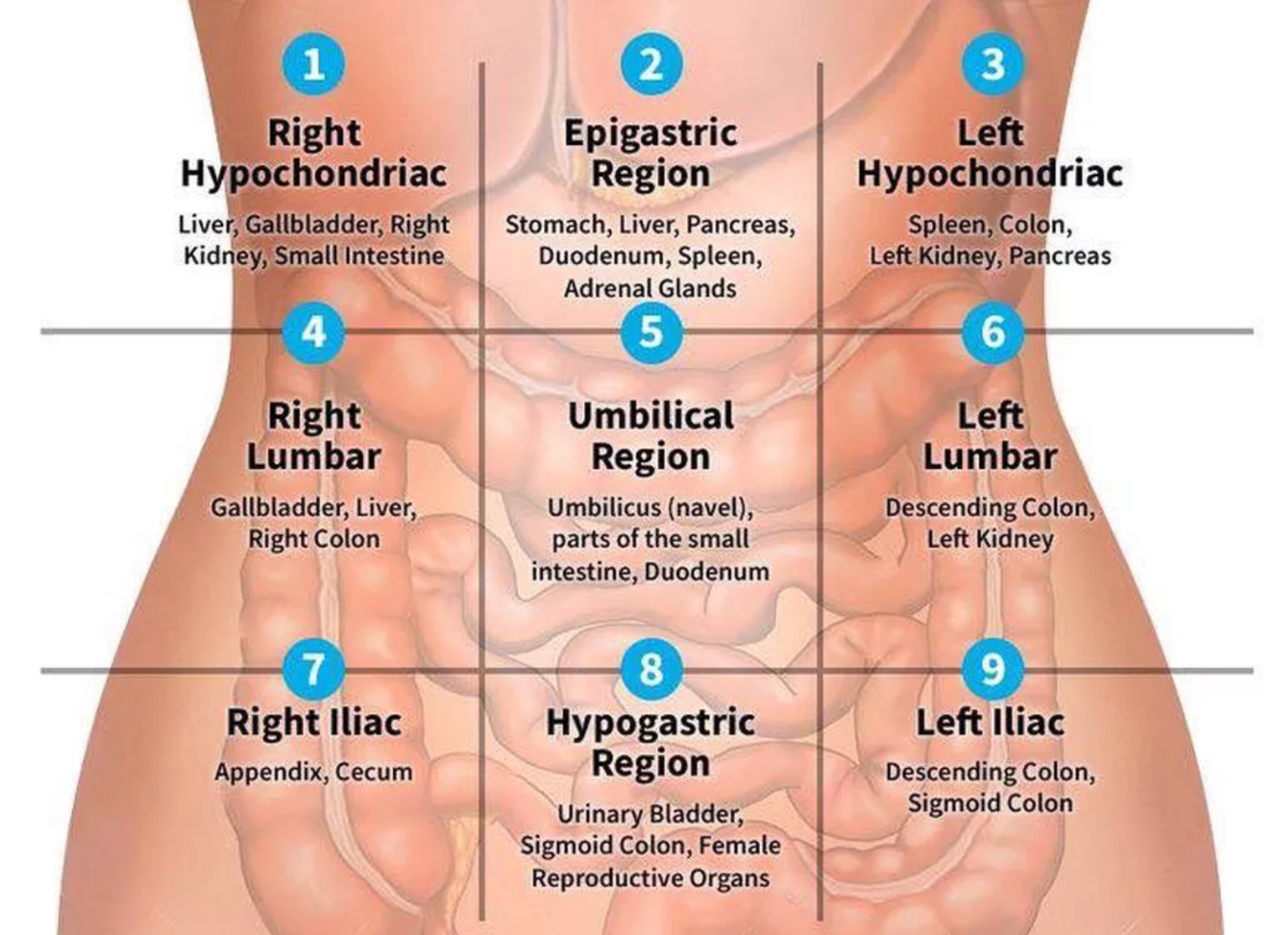<p>Above Stomach</p>