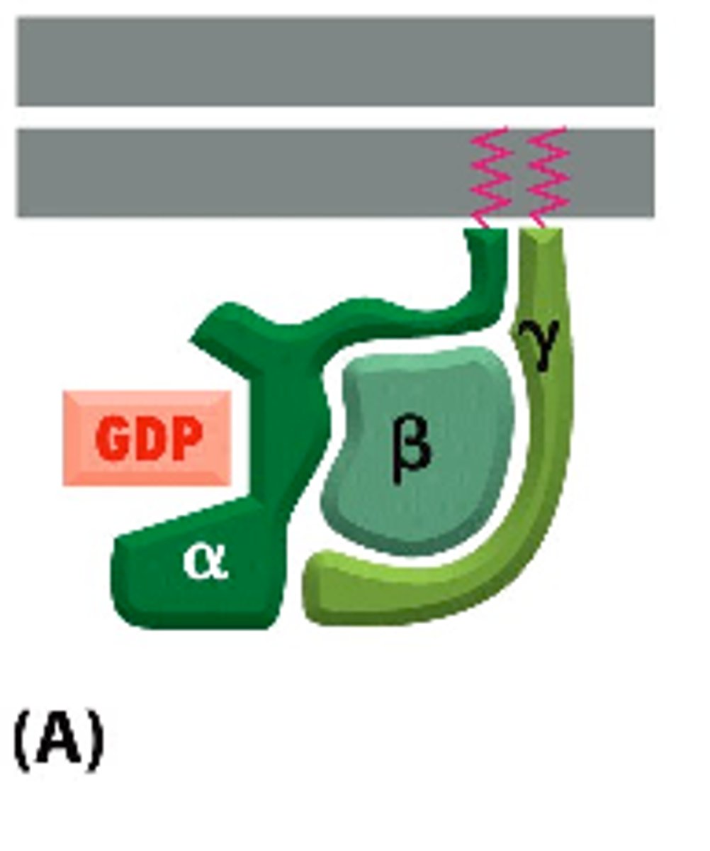 <p>∙Each trimeric G-protein is made up of an α, β, and γ subunit.</p><p>-α and γ are tethered to the plasma membrane by a short lipid tail</p><p>When unstimulated, α is bound to GDP</p>