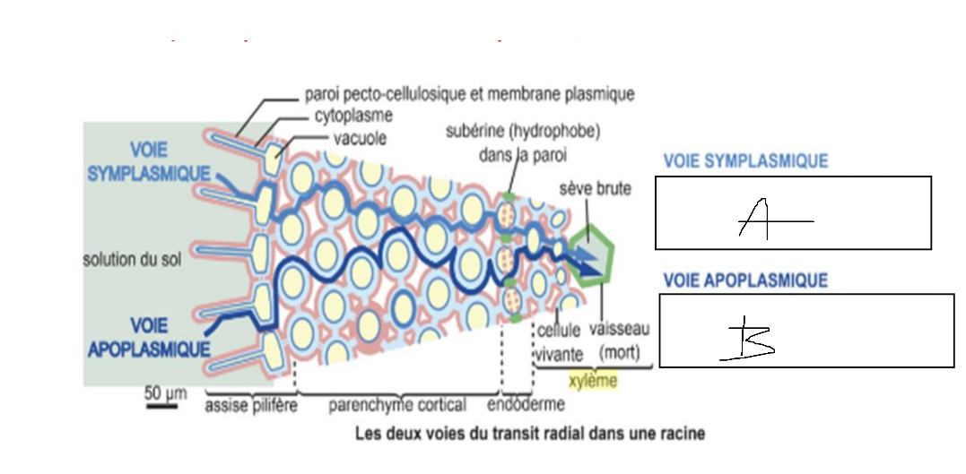 <p>Voie apoplasmique =</p>