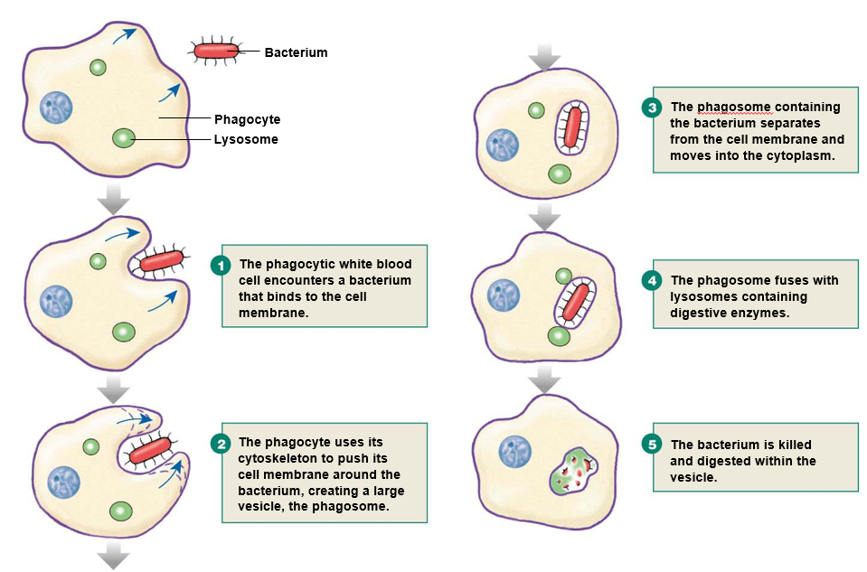cell engulfs bacteria or other particle into phagosome


1. bacteria binds to cell membrane
2. cell uses **cytoskeleton** to extend membrane around bacteria
3. bacteria is engulfed into **phagosome**
4. phagosome fuses with lysosomes