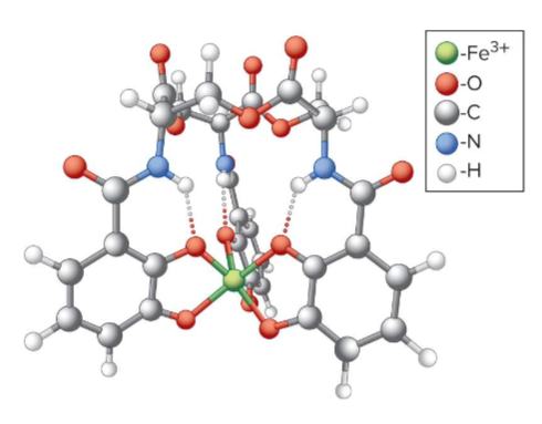 <p>secreted by bacteria; complex w/ ferric ion for transport into cell; important transfer molecule; used bc microorgnisms need iron too and these iron close to membrane so cell can take it in</p>