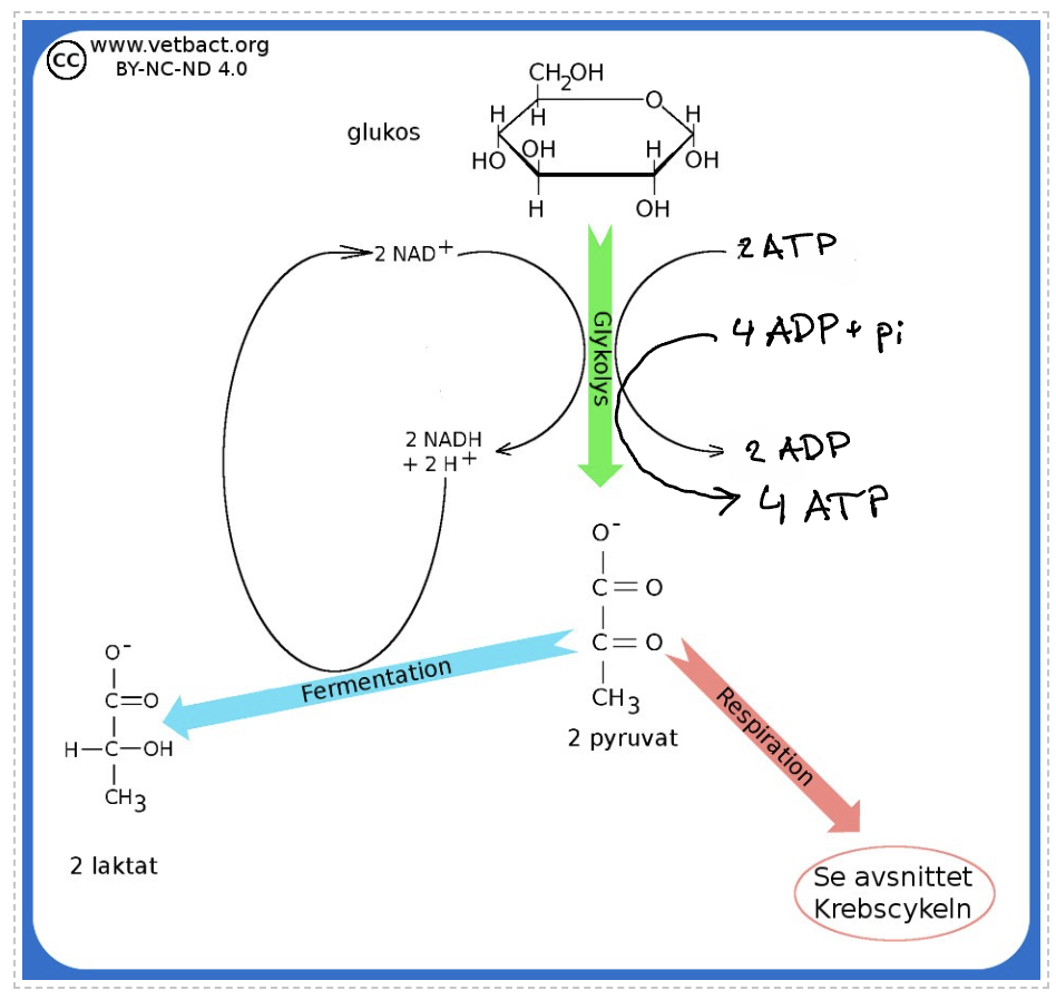 <p>Sönderdelning av glukos.</p><p>Steg 1 : nedbrytning av glukos till ATP (Cytoplasman)</p><p>-Glykos molekylen splitras i 2 med hjälp av 2 ATP.</p><p>Energin från bindningarna i glykos används till att 4ADP + 4 Pi → 4ATP</p><p>Restprodukter: 2 pyruvat &amp; 2NADH + 2H<sup>+</sup></p><p>Totalt: 2 ATP, 2 pyruvat &amp; 2NADH + 2H<sup>+</sup></p><p>Glykolys finns hos alla men bildar olika restprodukter vid anaerob förbränning.</p><p>Aerob - bildar pyruvat</p><p>Anaerob - bildar mjölksyra</p>