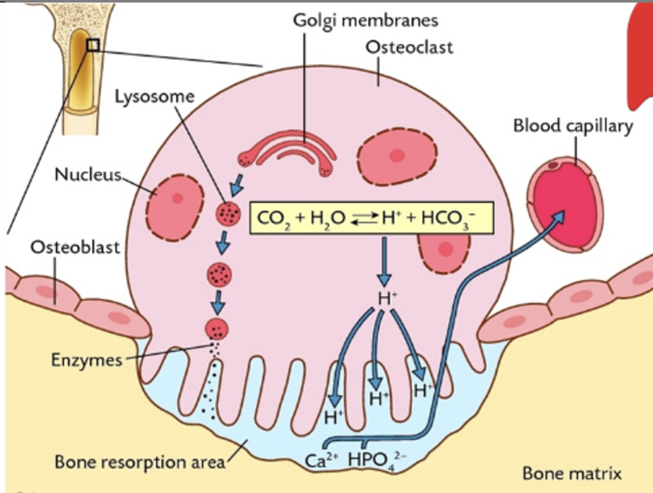 <p>osteoclasts attach to bone surface and release weak acid and enzymes into bone matrix to dissolve it, causing calcium and phosphate ions to be released which diffuse into capillaries</p>