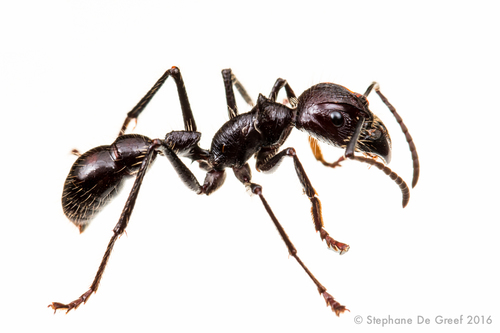 <p>Family: Formicidae (ants)</p><p></p><p>Most wingless, except reproductives</p><p>Geniculate antennae</p><p>Petiole of abdomen 1 or 2 segmented</p>