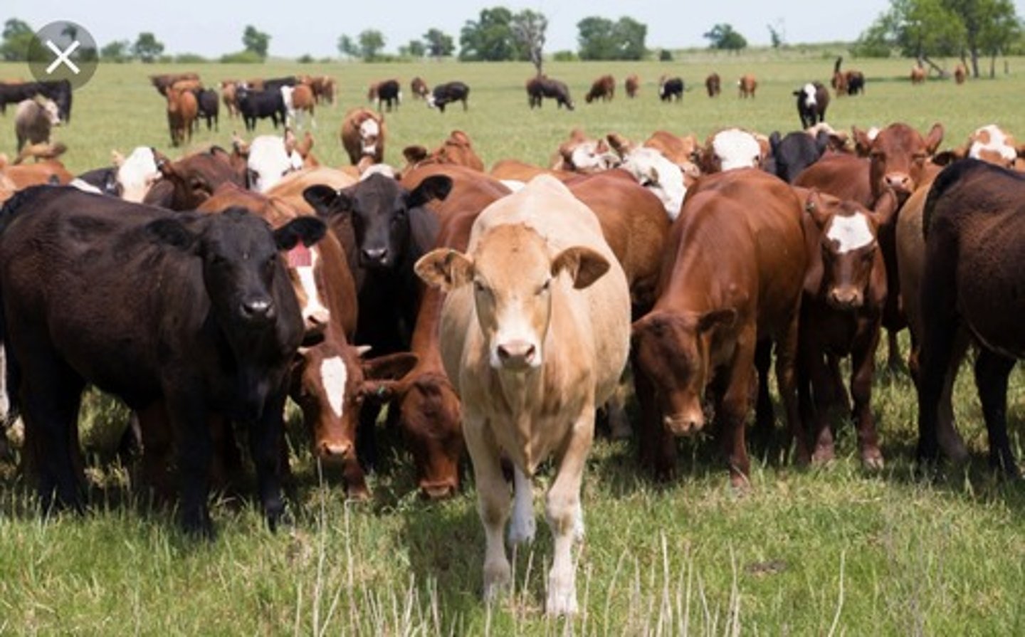 <p>le bétail, les bestiaux (de la famille des bovins)</p>