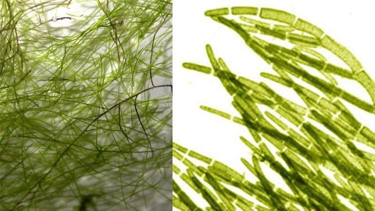 <p><span style="background-color: transparent;"><span>rhodophyta [red algae], green algae. P</span></span>hotosynthetic, primary chloroplasts.&nbsp;Ancient Plants</p>