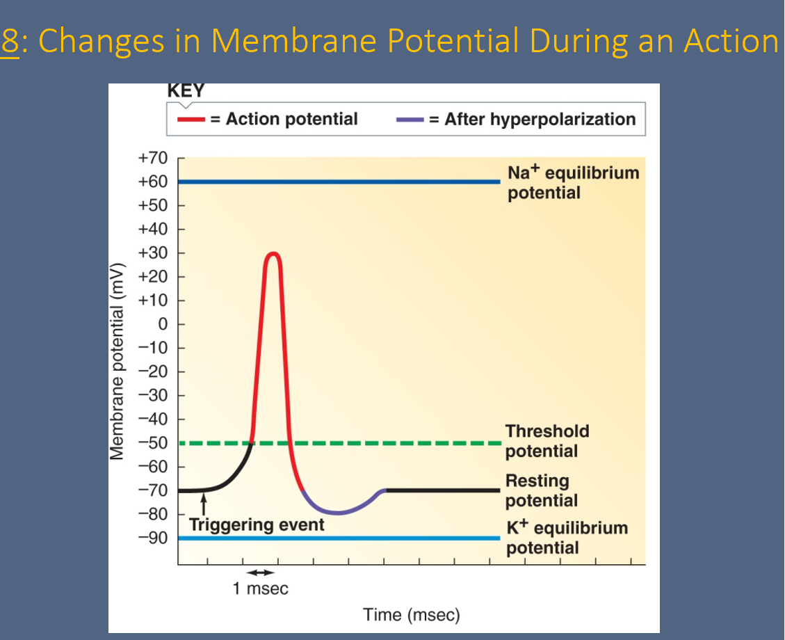 <p><strong>Neural Communication&nbsp;</strong></p><p><strong>B.&nbsp; Action potential</strong></p>