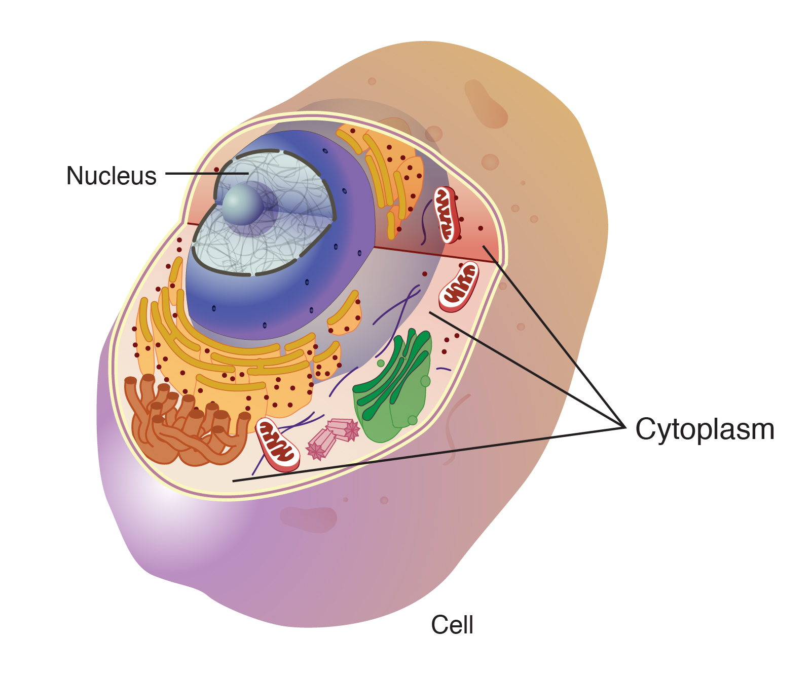 <p>Gel-like mixture surrounded by a cell membrane </p><p>Contains hereditary material</p>