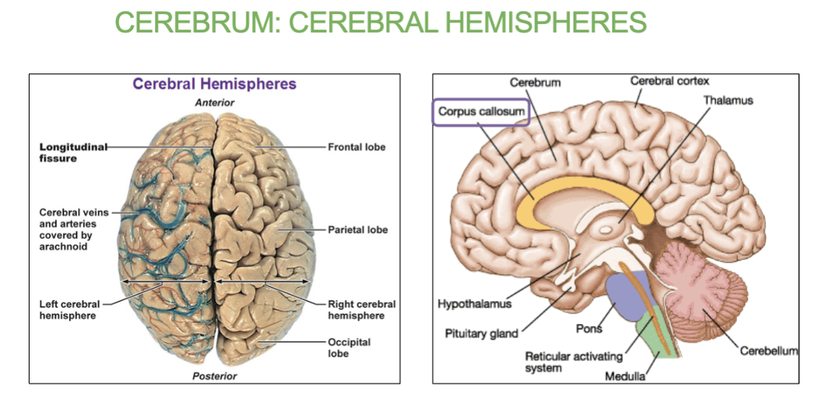 <ul><li><p>It controls our <strong>sensation, communication, memory, understanding and voluntary movement</strong>.</p></li></ul><p>Made of <strong>two cerebral hemispheres</strong> which are<u> connected by white matter called the </u><strong><u>corpus callosum.</u></strong></p><p></p>