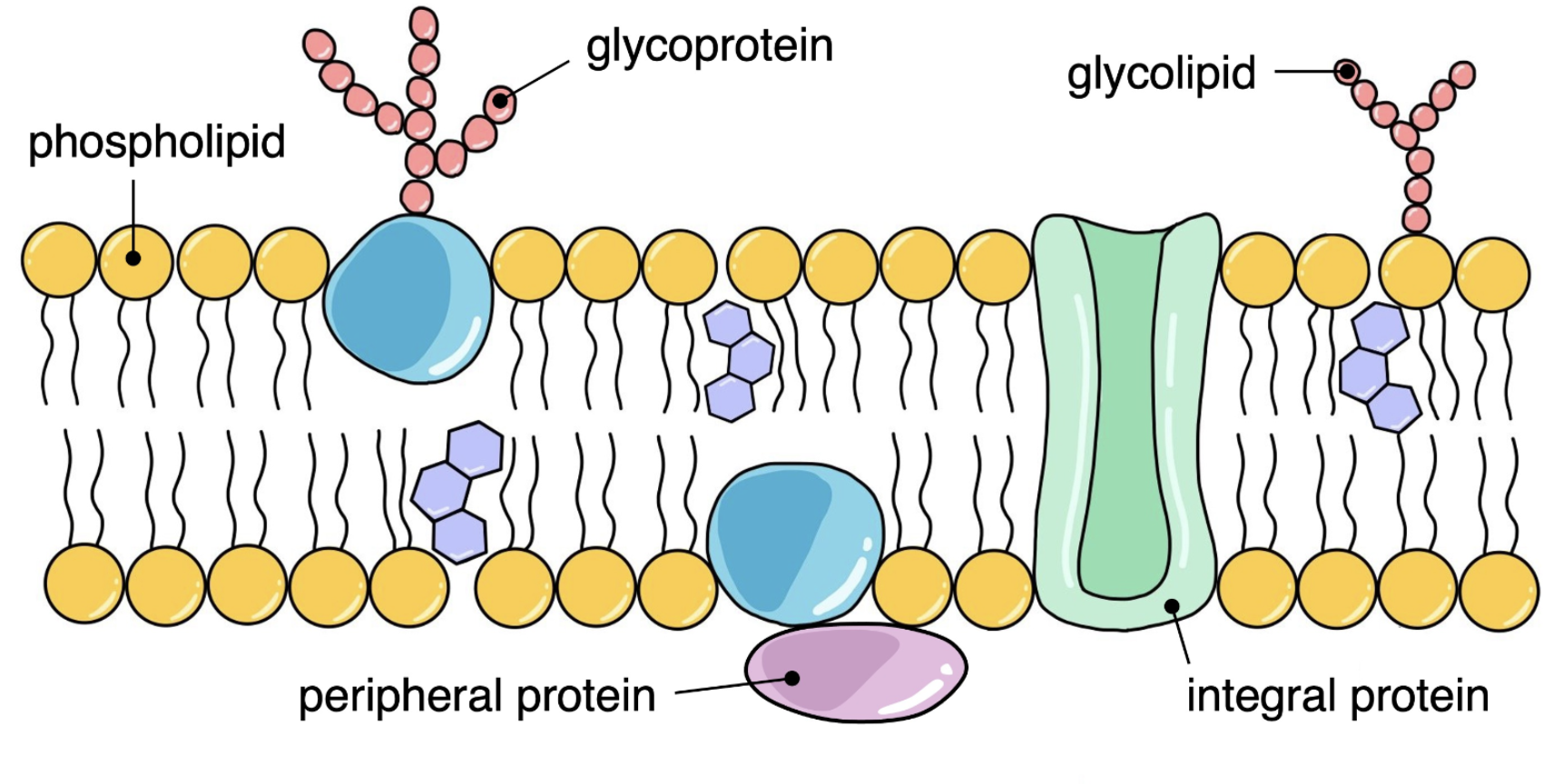 <p>Include:</p><ol><li><p>Peripheral + integral proteins</p></li><li><p>Glycoproteins</p></li><li><p>Phospholipids </p></li><li><p>Cholesterol</p></li><li><p>Indicate hydrophobic + hydrophilic regions</p></li></ol><p></p>