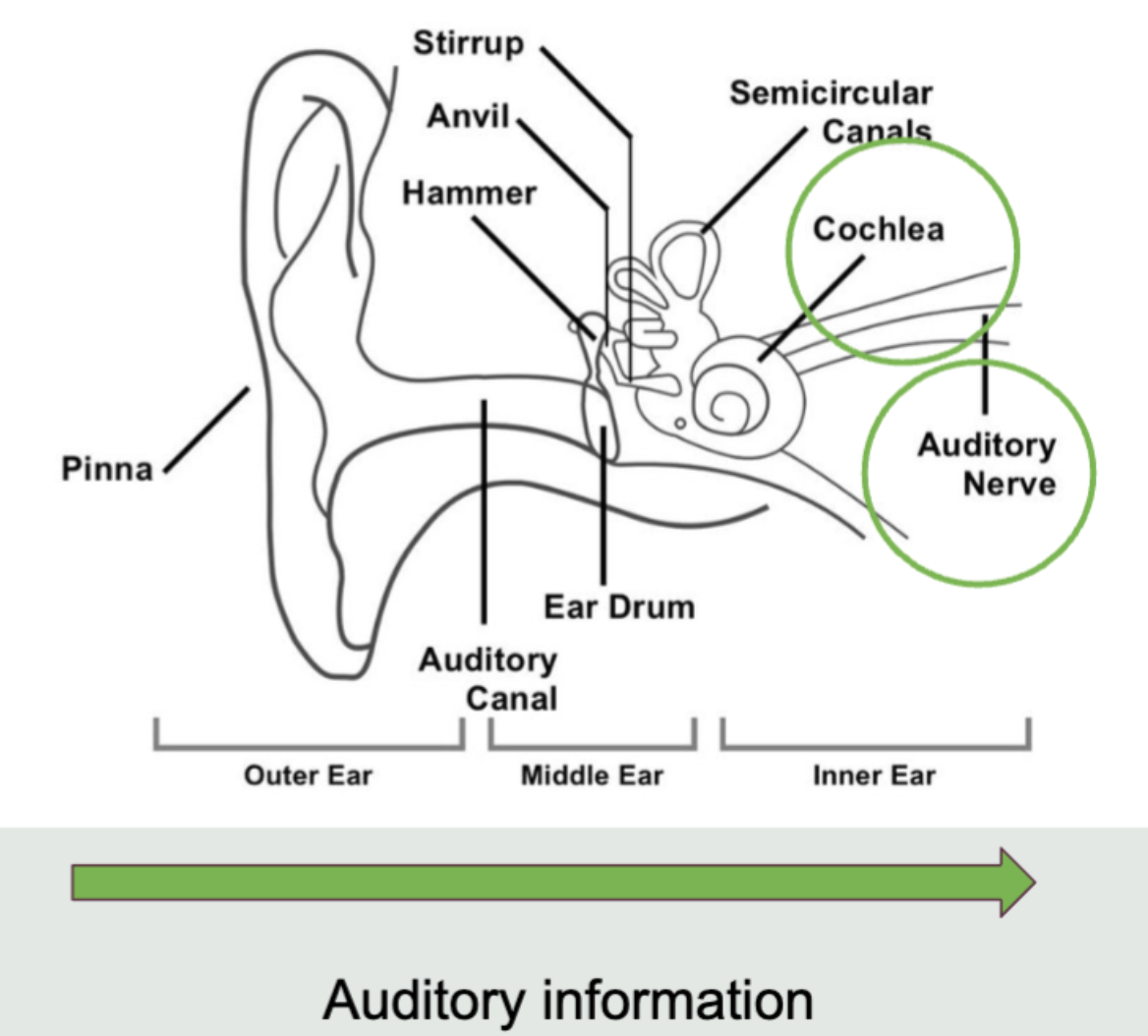 <p><span style="font-family: &quot;Times New Roman&quot;;"> </span></p><ul><li><p><span style="font-family: &quot;Times New Roman&quot;;">Cochlea: converts soundwaves to something recognizable (smaller parts assist in transduction)</span></p><ul><li><p>Basilar membrane</p></li><li><p>Organ of corti</p></li></ul></li><li><p><span style="font-family: &quot;Times New Roman&quot;;">Auditory nerve: carries action potentials to the thalamus (after transduction)</span></p></li></ul><p></p>