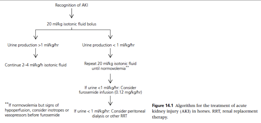 <ul><li><p><span>Initial 20 ml/kg bolus of an isotonic crystalloid (over 30-60 minutes) or a 4 ml/kg bolus of hypertonic saline (over 10 min) can be used for rehydration in horses with AKI</span></p></li><li><p><span>Begin with bolus unless signs of fluid overload are present</span></p></li><li><p><span>Following each 20 ml/kg bolus, clinical exam findings and other fluid balance variables - CVP and arterial blood pressure if available - should be reviewed</span></p></li><li><p><span>If urine output has begun or increased, the patient can be changed to a rate of 2-4 ml/kg/h with careful monitoring of continued urination</span></p></li><li><p><span>If significant urine is not being produced (&gt;1-2 ml/kg/h) but signs of hypovolemia have resolved, additional medications to produce urine flow should be considered</span></p></li><li><p><span>If signs of fluid overload (edema, respiratory dysfunction) develop, fluid administration should be stopped until urine production develops</span></p></li></ul><p></p>