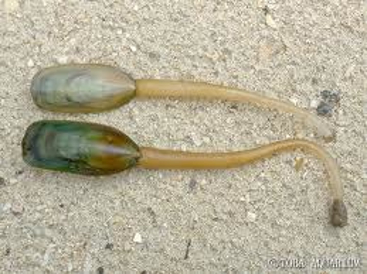 <p>simple brachiopods w/ no hinge and soft shells</p>