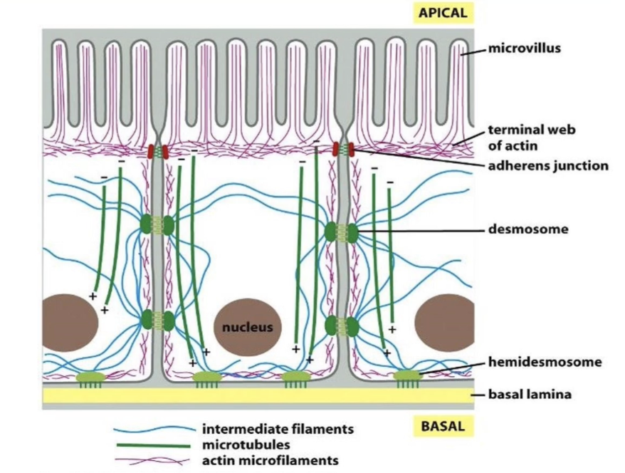 <ul><li><p><strong>Actin (red)</strong>:</p><ul><li><p>Located at <strong>apical surface</strong></p></li><li><p>Shapes <strong>microvilli</strong></p></li></ul></li><li><p><strong>Intermediate filaments (blue)</strong>:</p><ul><li><p><strong>Span the entire cell</strong> for <strong>structural support</strong></p></li><li><p>Composed of <strong>lamin proteins</strong></p><ul><li><p>Also form <strong>nuclear lamina</strong> (supports nucleus)</p></li></ul></li></ul></li><li><p><strong>Microtubules (green)</strong>:</p><ul><li><p>Form <strong>networks for intracellular transport</strong></p></li></ul></li><li><p><strong>Distribution</strong> is <strong>cell-type specific</strong>, with each fibre type occupying <strong>unique regions</strong></p></li></ul><p></p>