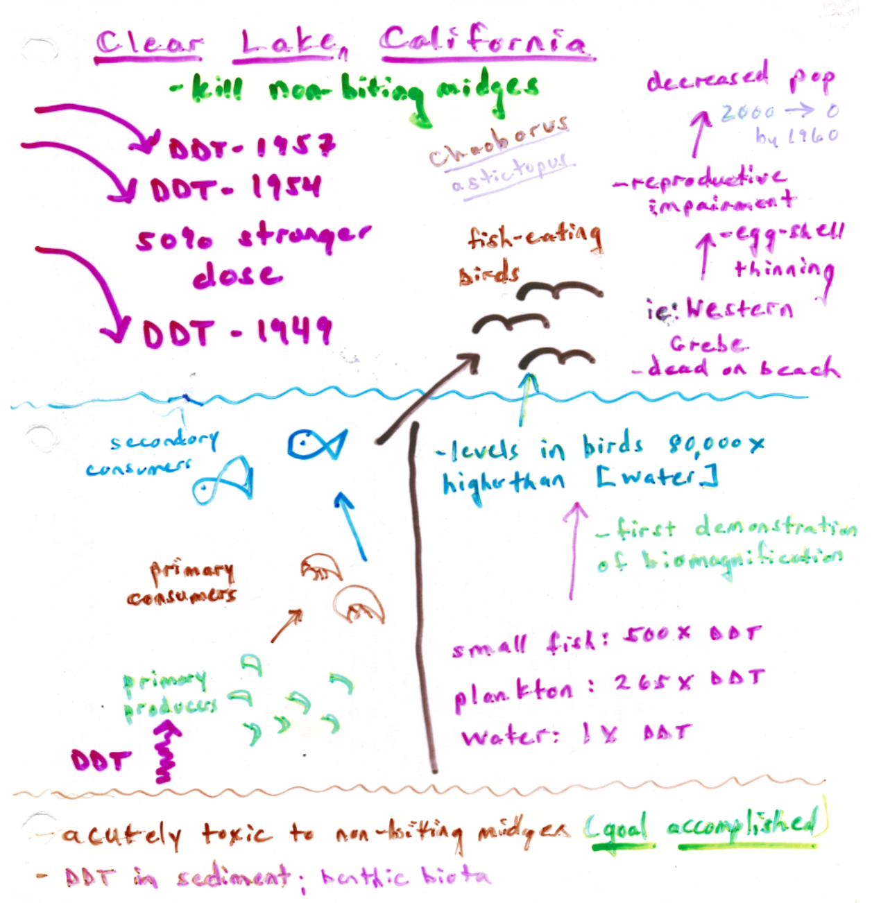 **1949: 40K gallons DDT sprayed in Clear Lake California to control** __**non-biting**__ **midge,** ***Chaoborus astictopus***

* first demonstration of biomagnification
  * biomagnification: chemical levels exponentially increase through food chain
* DDT developed prior to WW2 (insecticide: returning men brought back variety of insects (ie. lice + mosquitoes)
* sprayed on returning men + crops + virtually everywhere (agricultural + domestic insecticide)
* known that midge was NON BITING (not a vector)
* larvi swam up from sediment → remained for 48 hours → died thereafter → bothered beach goers

\
**1954: 50% stronger dose of DDT put into water**

* Western Grebe washing up dead on shore
* Eggshell thinning + reproductive impairment

\
**1957**: **More DDT dumped**

* DDT started to bioaccumulate within lower aquatic levels
* bioaccumulation: accumulation of chemical conc. in organism over time due to constant exposure from multiple sources (water, food, sediment)