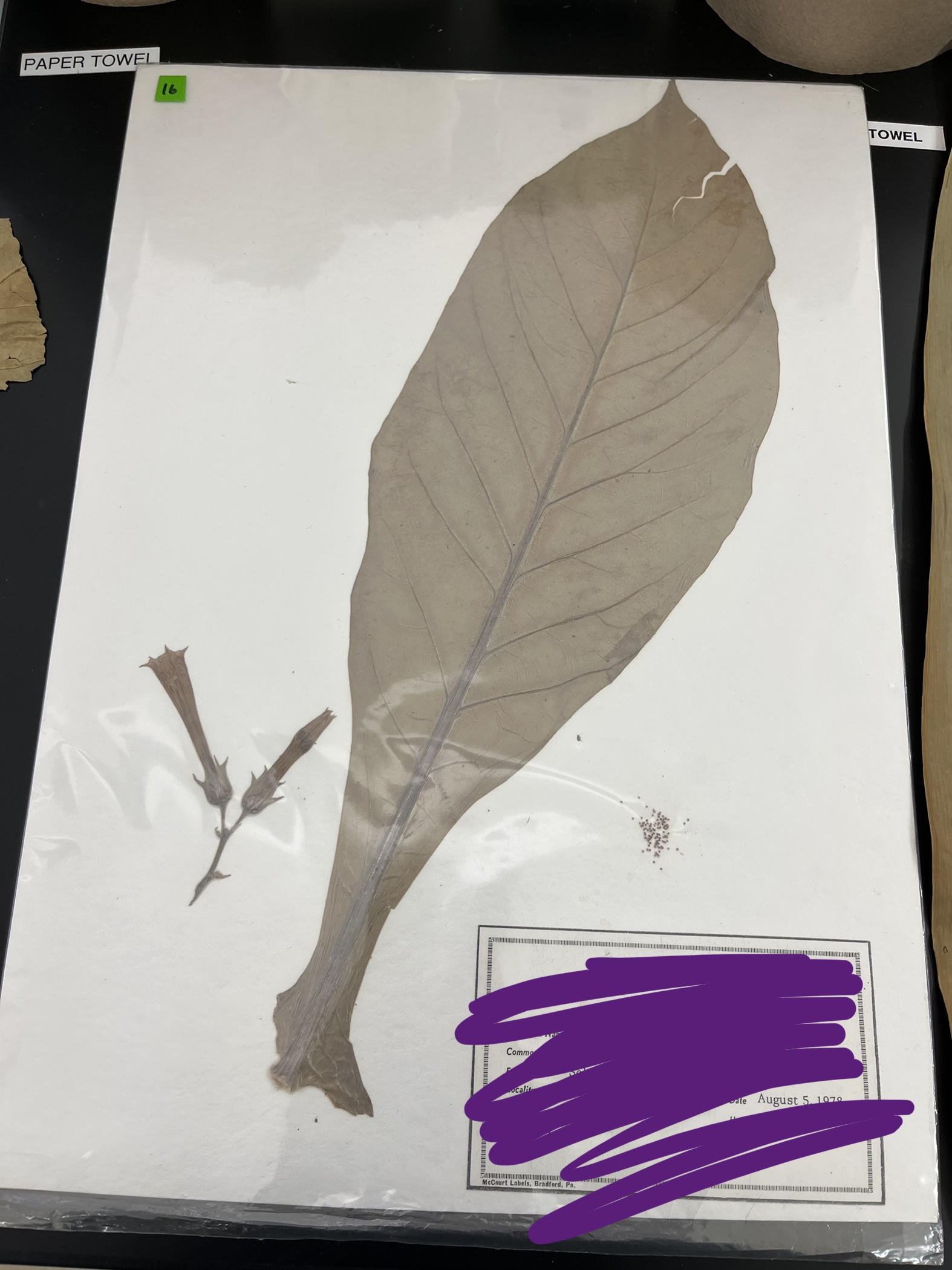 <ul><li><p>what herbarium is this?</p></li><li><p>common name?</p></li></ul>