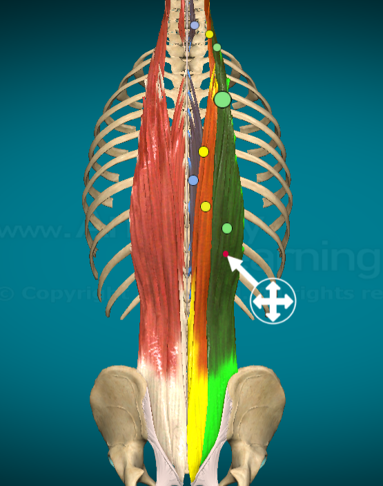<p>What is this muscle and where is it found?</p>