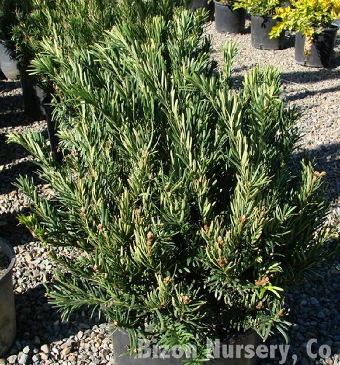 <p>-Big fragrant needles<br>-Matt this is the one we replanted on the walk</p>