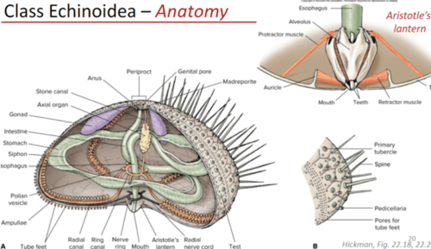 <p>urchins and sand dollars, closed ambulacral grooves, spines present (no arms), tube feet and pedicellariae well developed, generally herbivores</p>