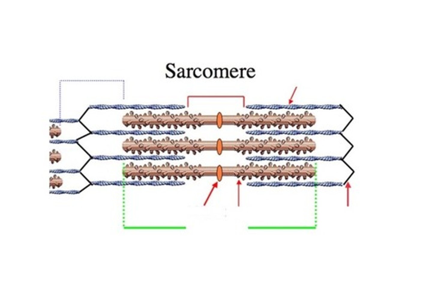 <p>sarcomere</p><p>I band (actin)</p><p>m line</p><p>H zone</p><p>myosin</p><p>actin</p><p>A band ( Myosin)</p><p>z line</p>