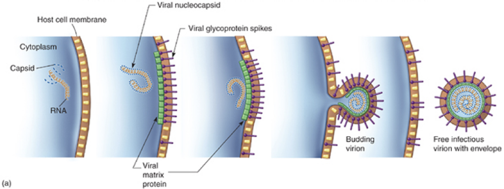 <p>exocytosis; nucleocapsid binds to membrane which pinches off and sheds viruses gradually; cell is not immediately destroyed</p>