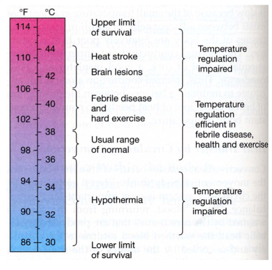<ul><li><p>Normal body temperature = 37<span>°</span>C</p><ul><li><p>Optimal enzyme activity at this temperature</p></li><li><p><strong>Increased </strong>temperature denatures proteins and depresses neurons</p></li><li><p>Rate of chemical reactions increases ~10% for each 1<span>°</span>C rise in temperature</p></li></ul></li><li><p>Body can handle the cold better than heat</p></li><li><p>In children under 5, temperature of 41<span>°</span>C (106<span>°</span>F) can lead to convulsions</p><ul><li><p>~43<span>°</span>C (109<span>°</span>F) is the limit for life</p></li></ul></li><li><p>Tissues can tolerate low body temperatures better</p></li></ul><p></p>