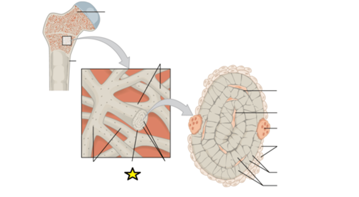<p>Membranous lining of the hollow cavity of the bone</p>