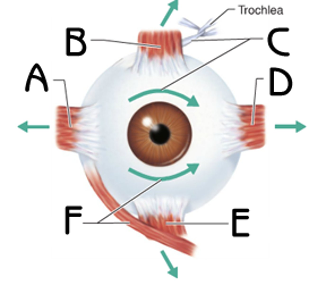 <p>identify D (right eye); which way does the pupil move?</p>