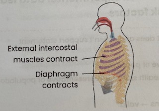 <ol><li><p><strong>Diaphragm</strong> muscles <strong>contract</strong>= <strong>flattens</strong></p></li><li><p><strong>External </strong>intercostal muscles <strong>contract</strong>, internal intercostal muscles relax (antagonistic)= ribcage pulled <strong>up/ out </strong></p></li><li><p><strong>Increasing volume</strong>and <strong>decreasing pressure</strong> (below atmospheric) in thoracic cavity</p></li><li><p>Air moves into lungs <strong>down pressure gradient </strong></p></li></ol><p></p>